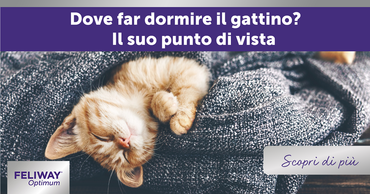 Dove far dormire il gattino? Il suo punto di vista