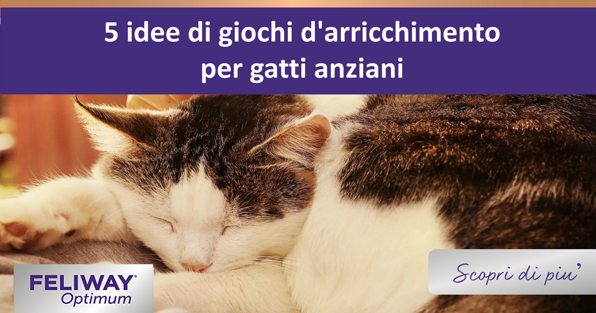 5 idee di giochi d'arricchimento per gatti anziani