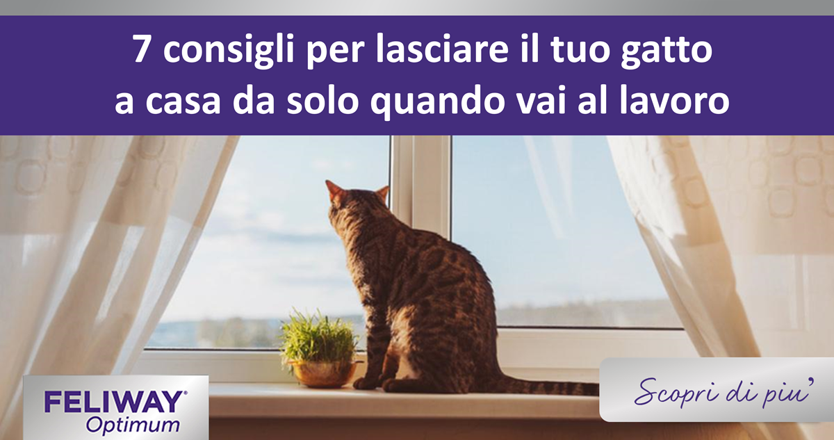 7 consigli per lasciare il tuo gatto a casa da solo quando vai al lavoro