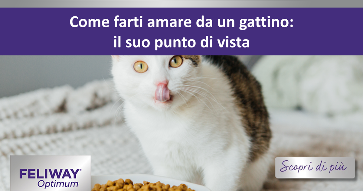 Come farti amare da un gattino: il suo punto di vista