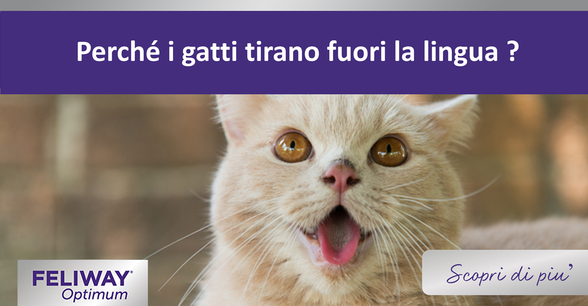 Perché i gatti tirano fuori la lingua ?