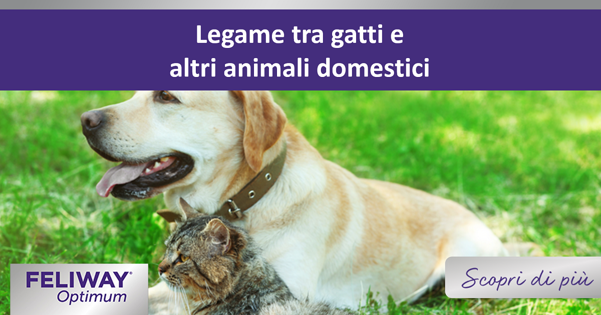 Legame tra gatti e altri animali domestici