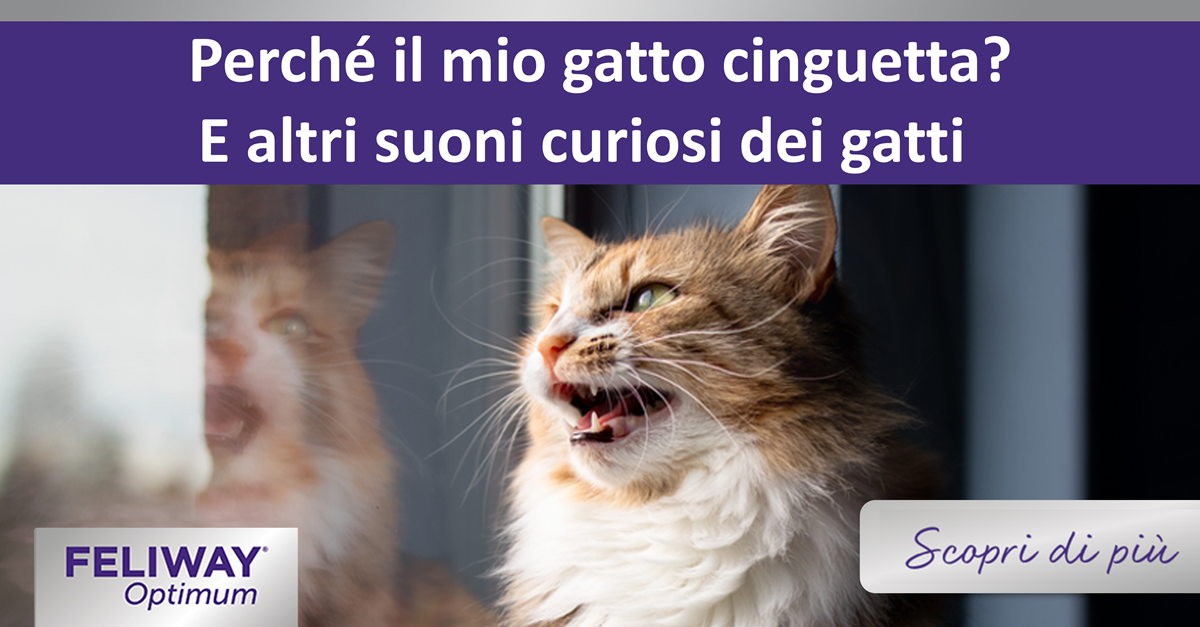 Perché il mio gatto cinguetta? E altri suoni curiosi dei gatti