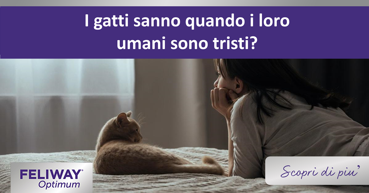 I gatti sanno quando i loro umani sono tristi?