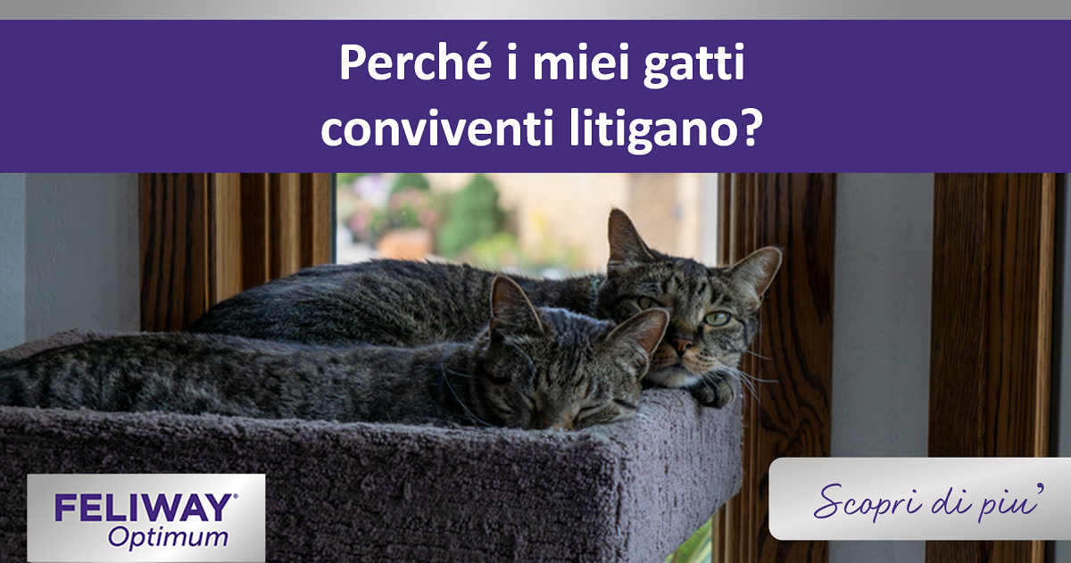 Perché i miei gatti conviventi litigano?