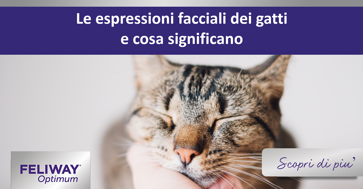 Le espressioni facciali dei gatti e cosa significano