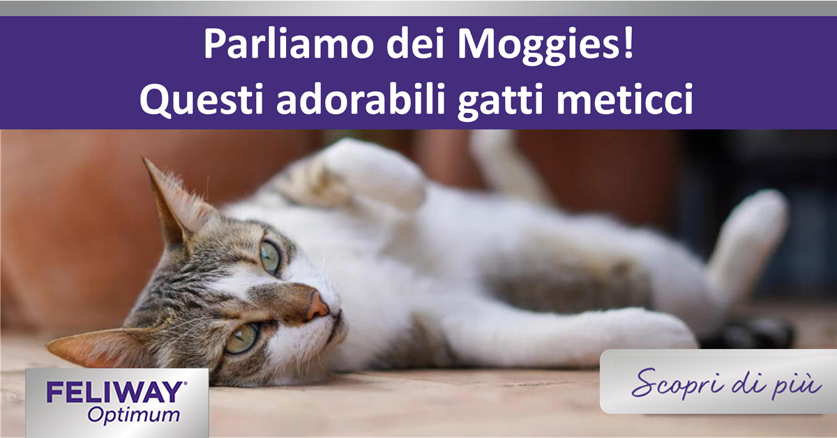 Parliamo dei Moggies! Questi adorabili gatti meticci