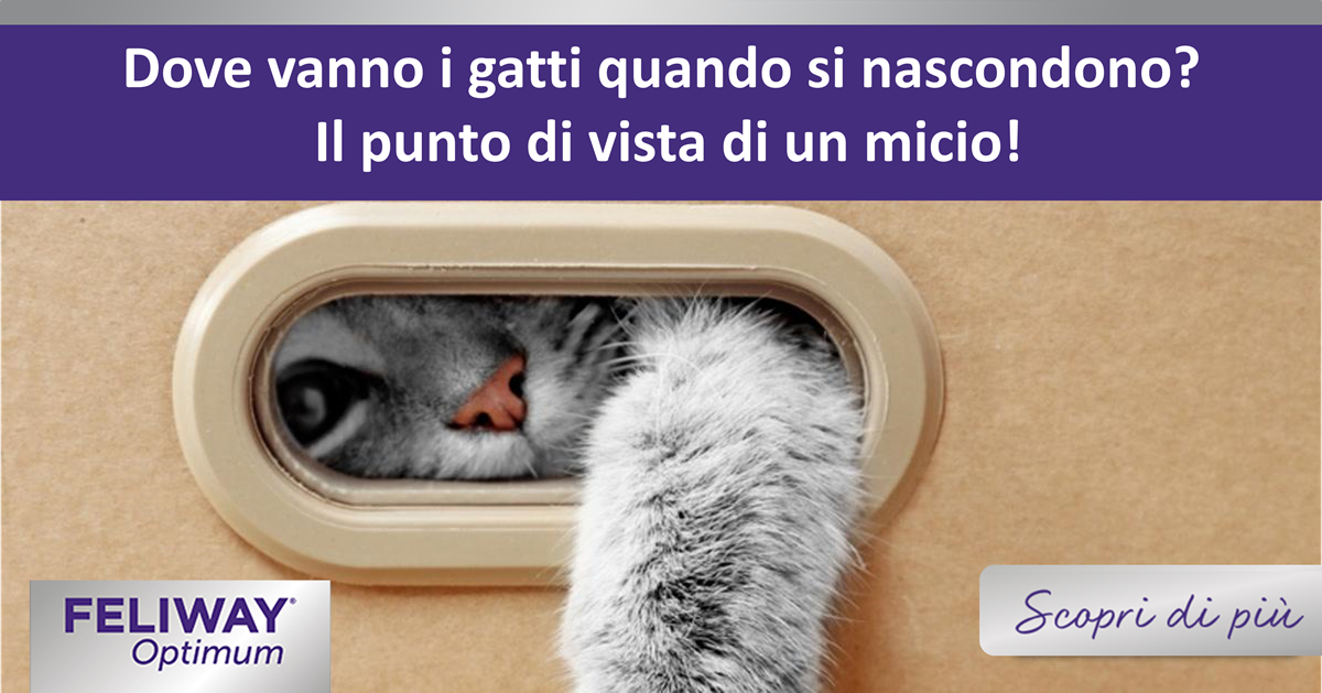 Dove vanno i gatti quando si nascondono? Il punto di vista di un micio!