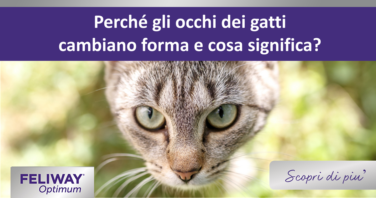 Perché gli occhi dei gatti cambiano forma e cosa significa?