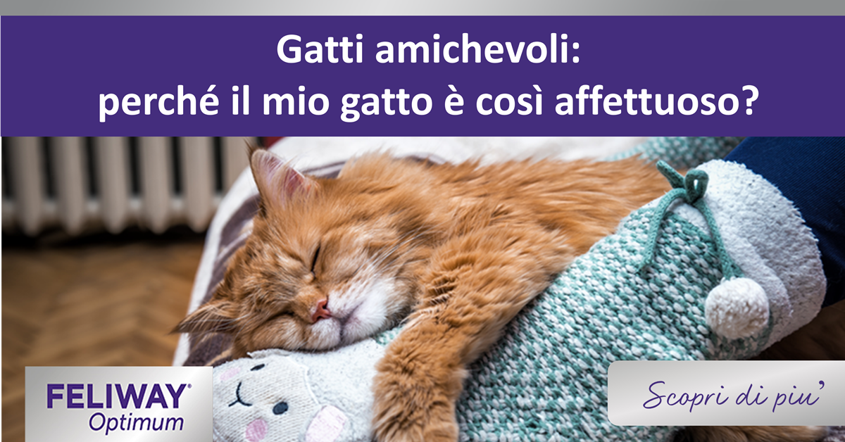 Gatti amichevoli: perché il mio gatto è così affettuoso?