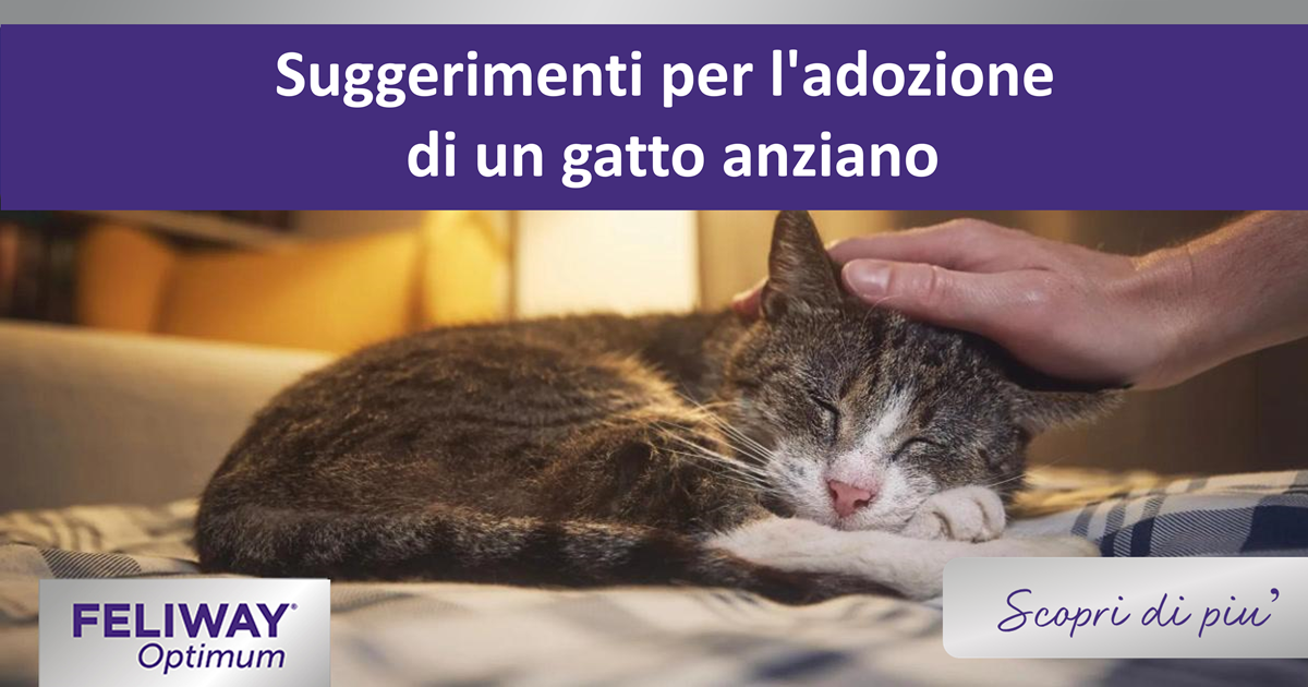 Suggerimenti per l'adozione di un gatto anziano