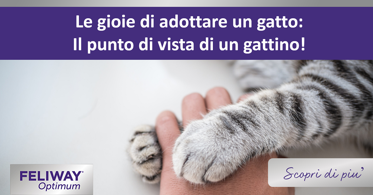 Le gioie di adottare un gatto: il punto di vista di un gattino!