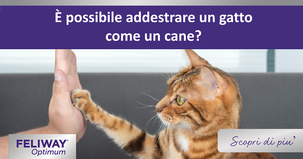 È possibile addestrare un gatto come un cane?