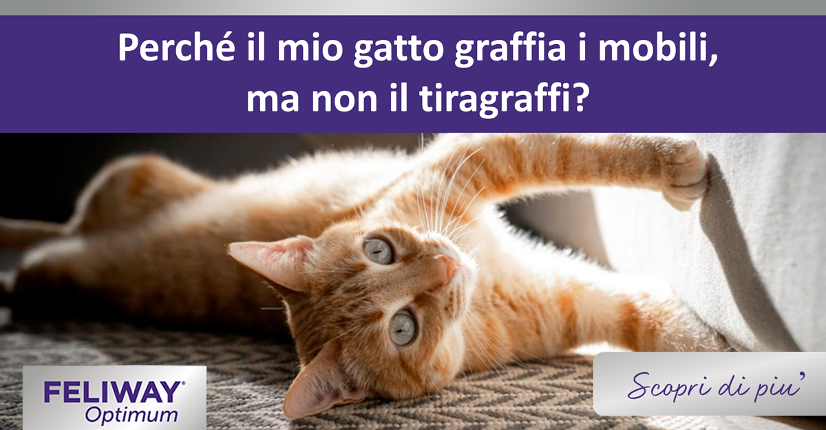 Perché il mio gatto graffia i mobili, ma non il tiragraffi?