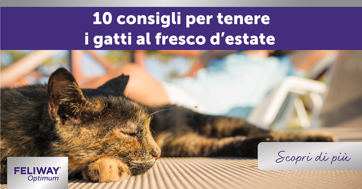 10 Consigli per tenere i gatti al fresco d'estate