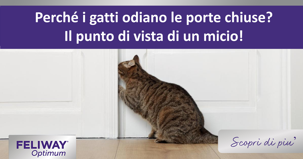 Perché i gatti odiano le porte chiuse? Il punto di vista di un micio!