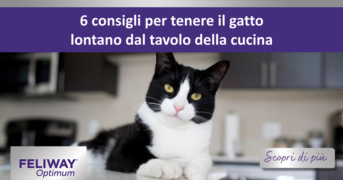 6 consigli per tenere il gatto lontano dal tavolo della cucina