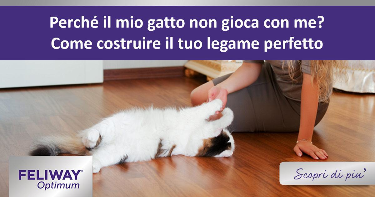 Perché il mio gatto non gioca con me? Come costruire il tuo legame perfetto