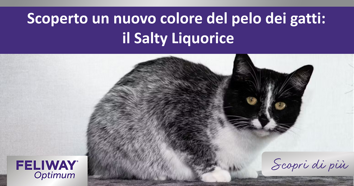 Scoperto un nuovo colore del pelo dei gatti: il Salty Liquorice